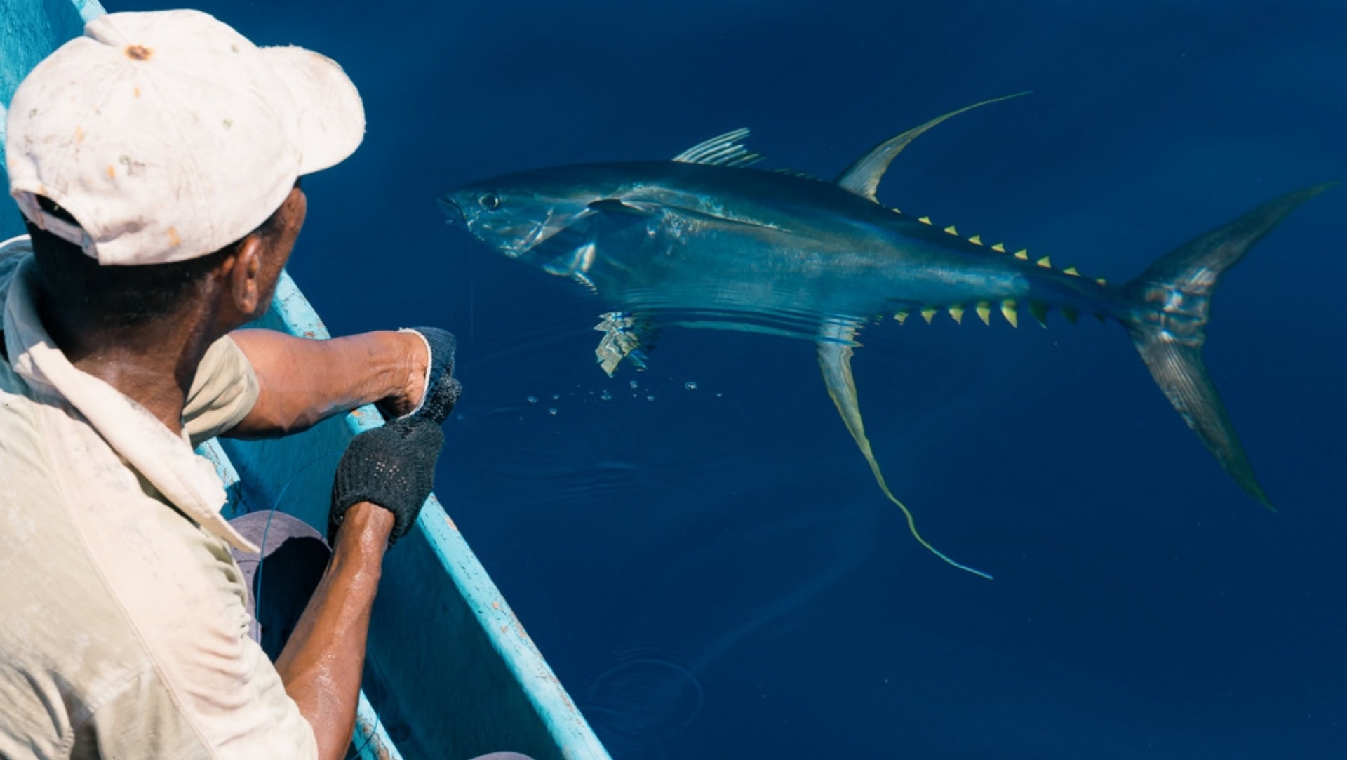 Image by EInternational Pole & Line Foundation (social-impact-companies)