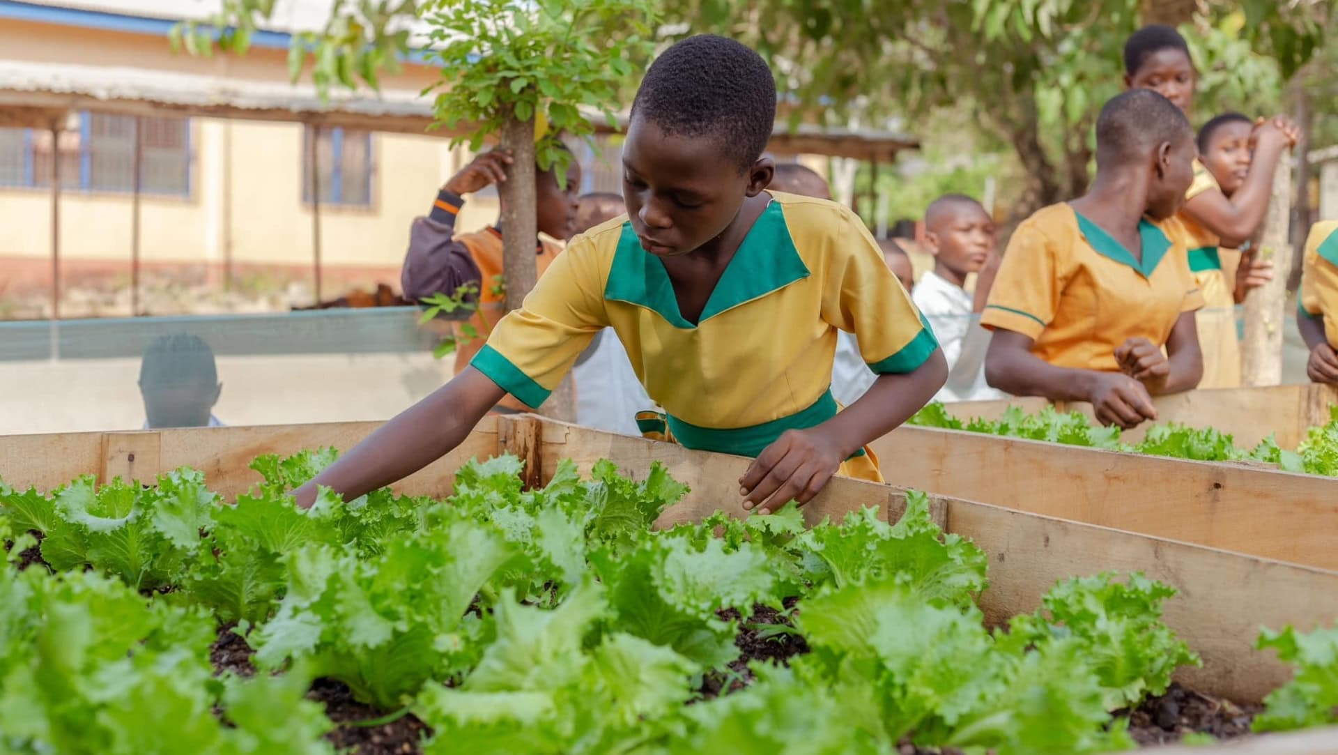 Image by School Farms (social-impact-companies)