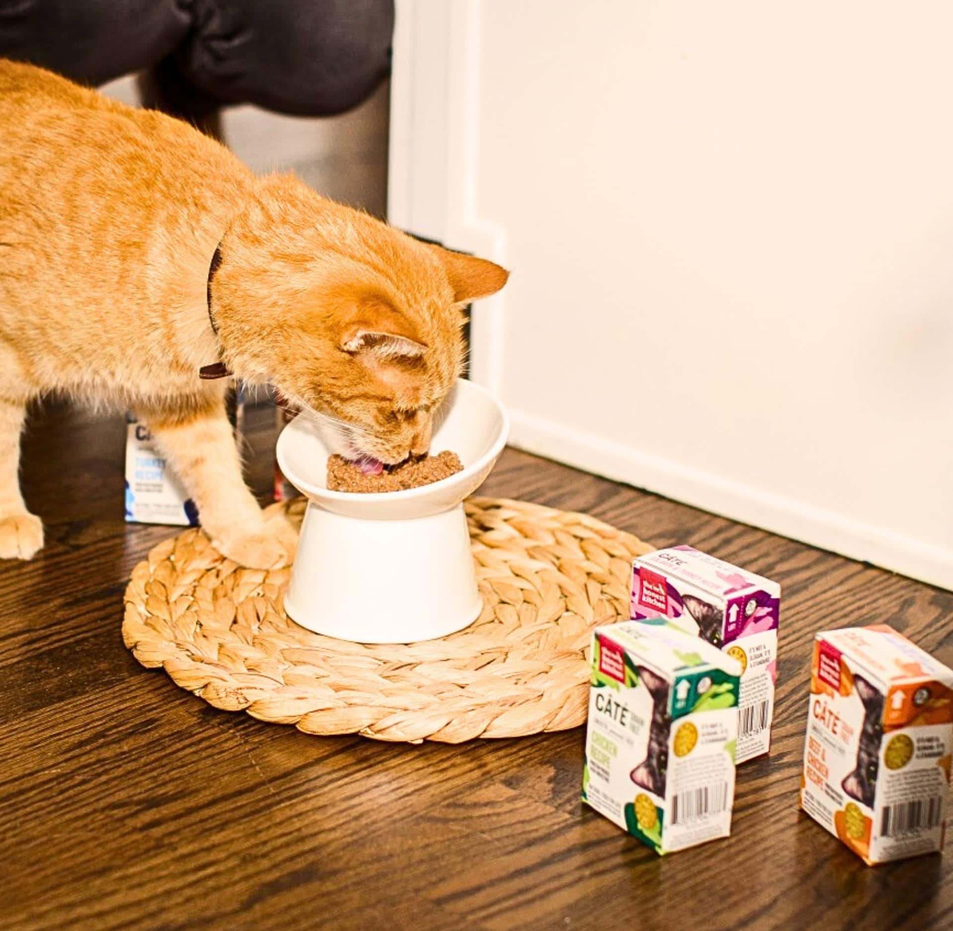 Image by The Honest Kitchen (sustainable-cat-food)