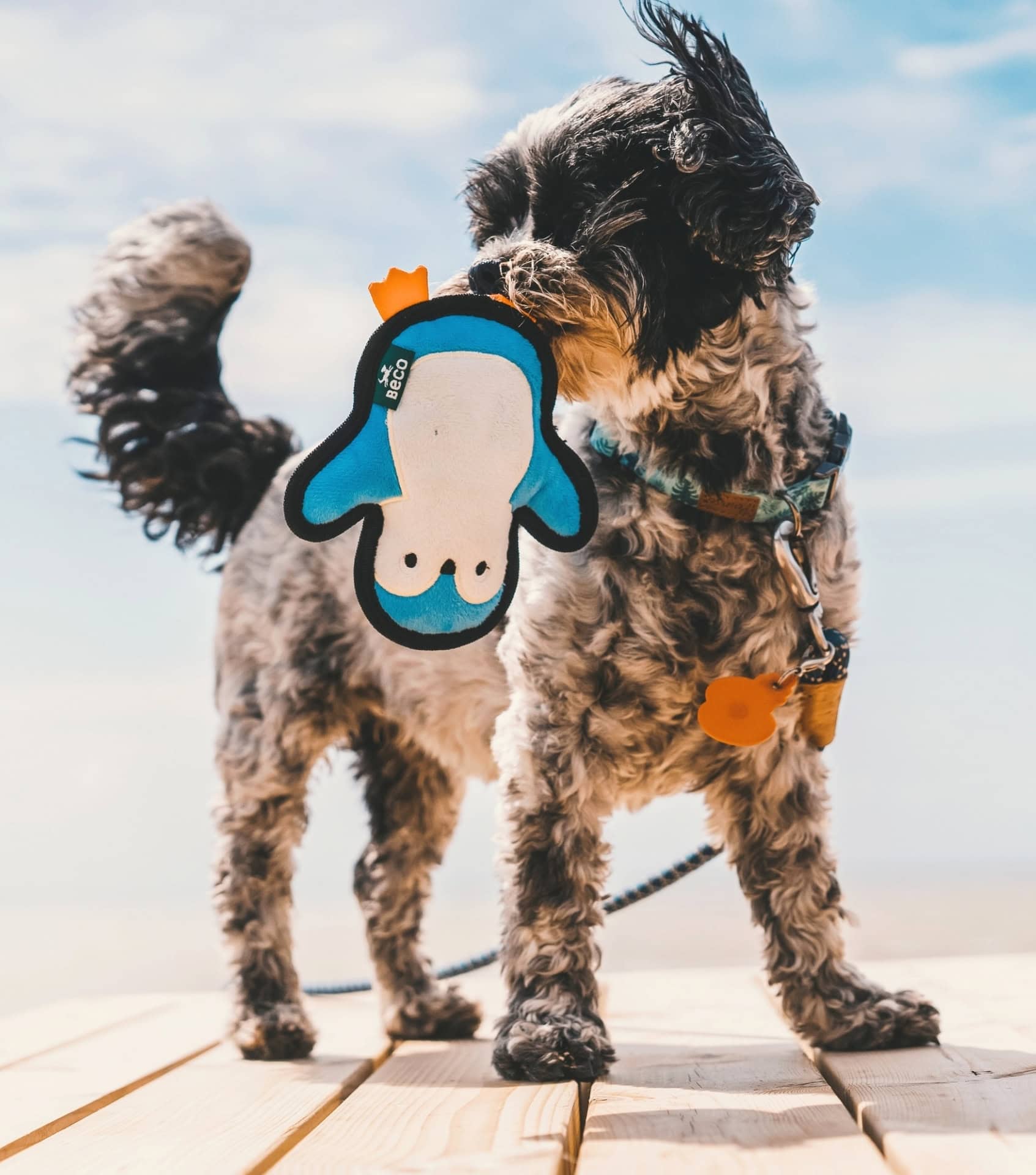Image by Beco Pets (eco-friendly-dog-toys) (2)