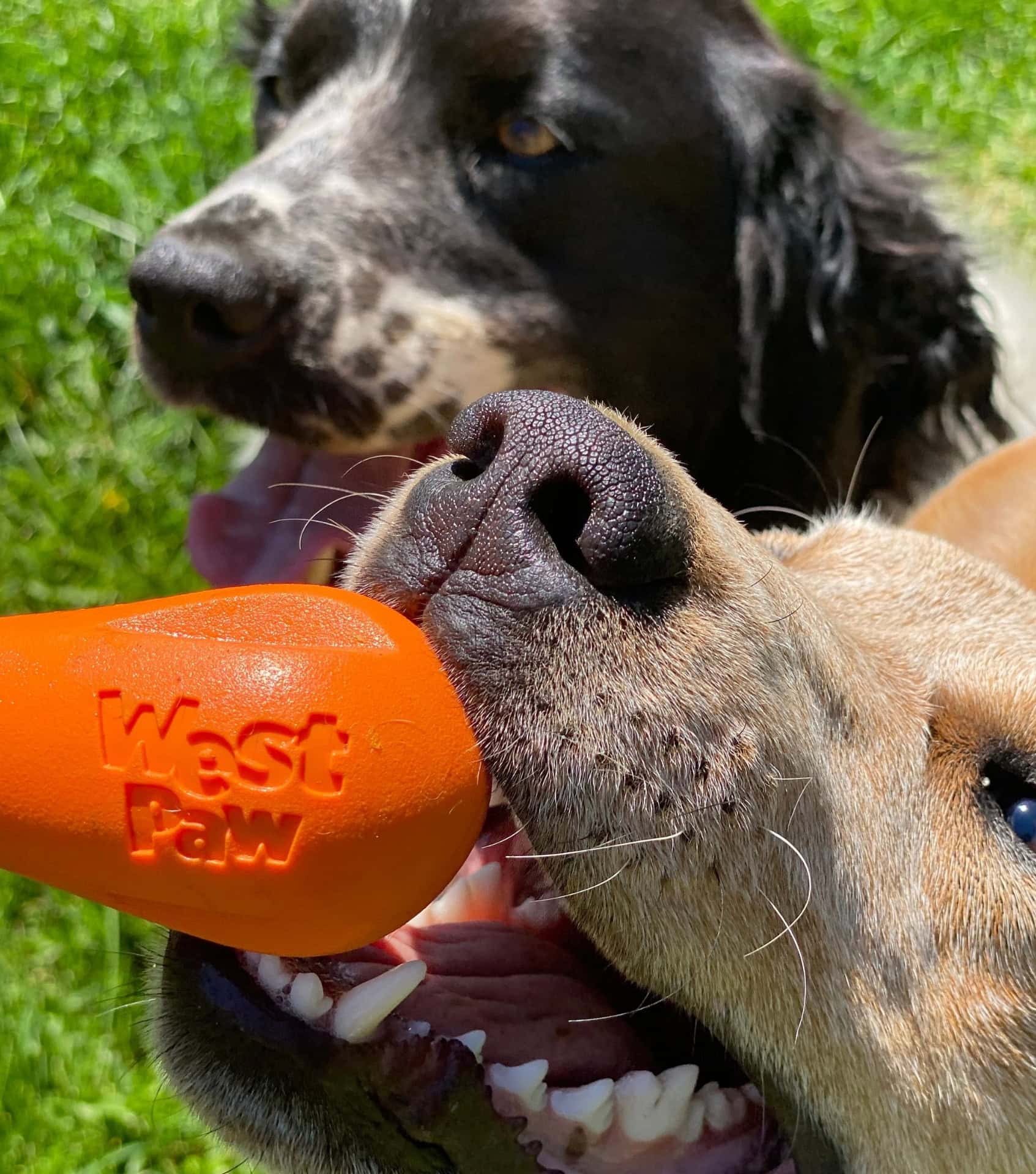 Image by Sustainable Jungle (West Paw) (eco-friendly-dog-toys) (2)