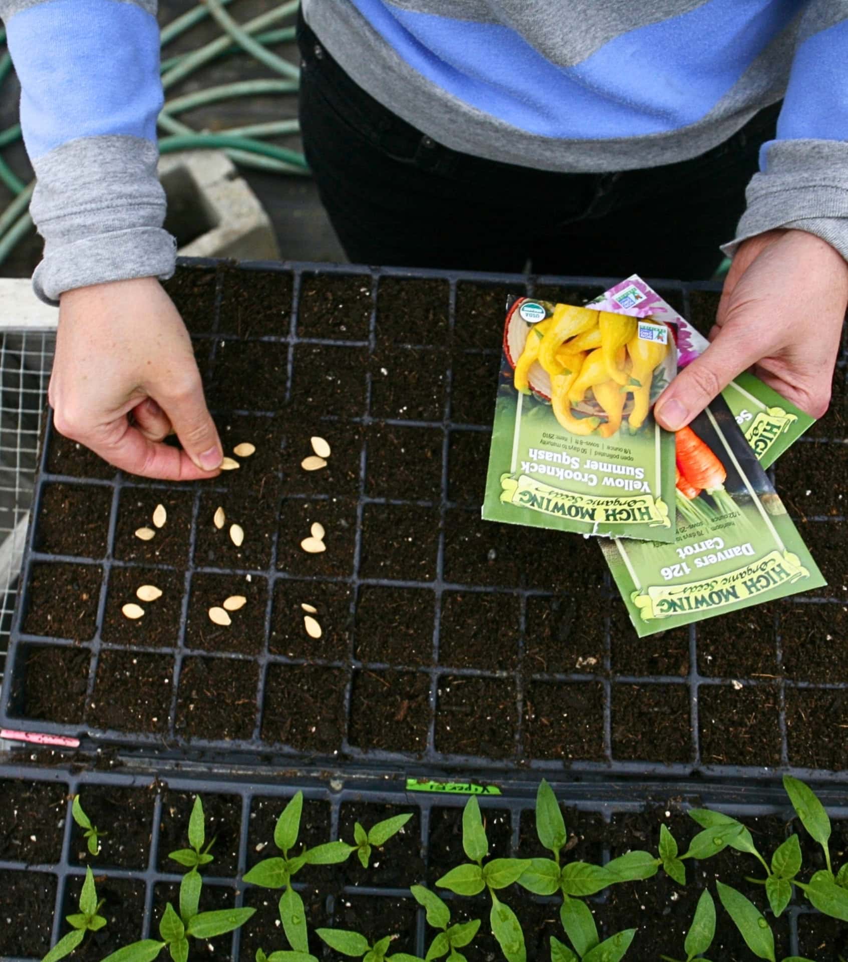 Image by High Mowing Organic Seeds (sustainable-seed-company)