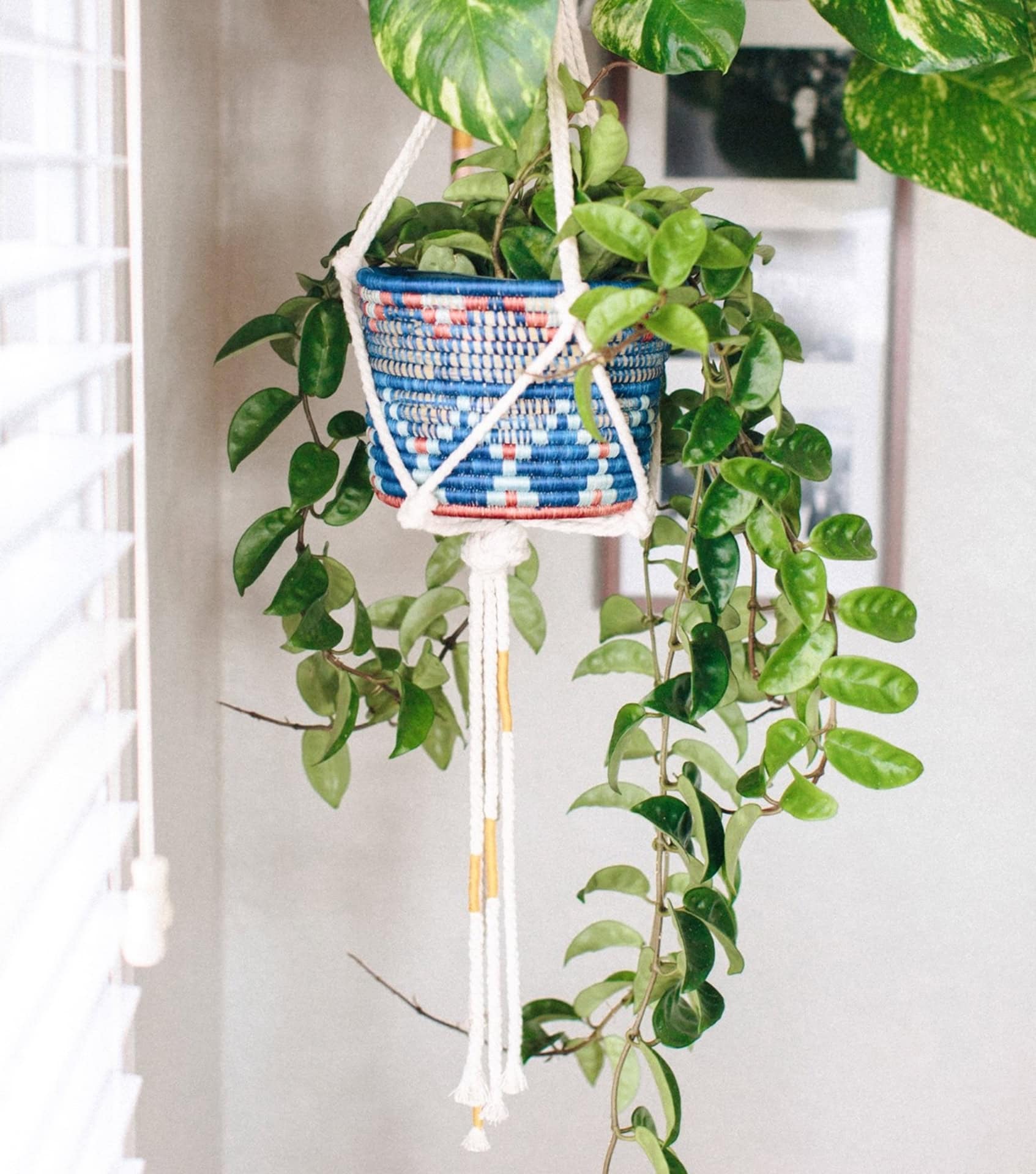 Image by KAZI (sustainable-planters)