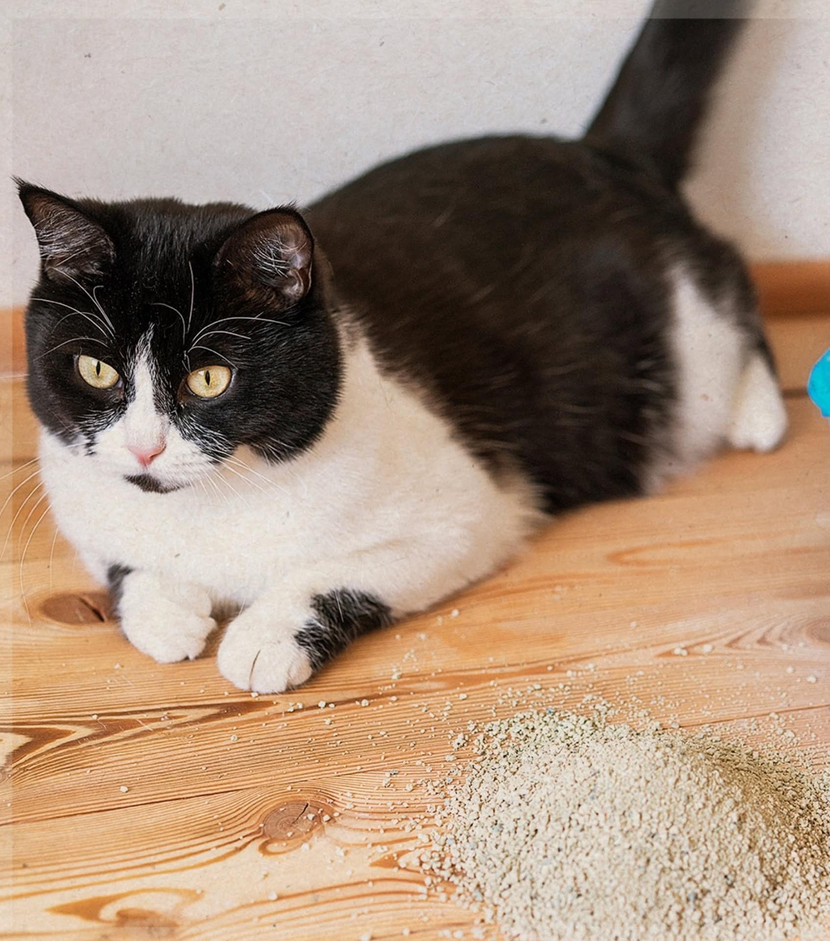 Image by Naturally Fresh (eco-friendly-cat-litter)