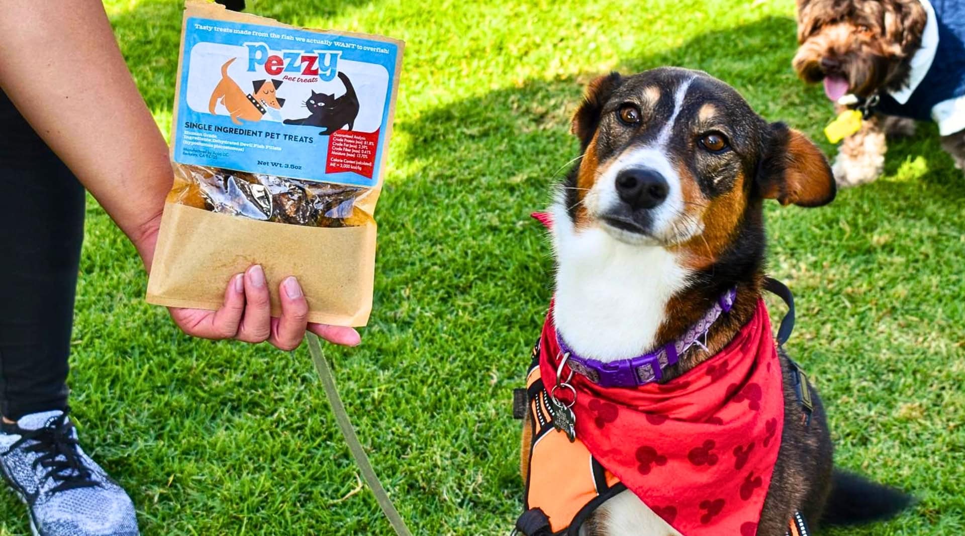 Image by Pezzy (sustainable-dog-food)