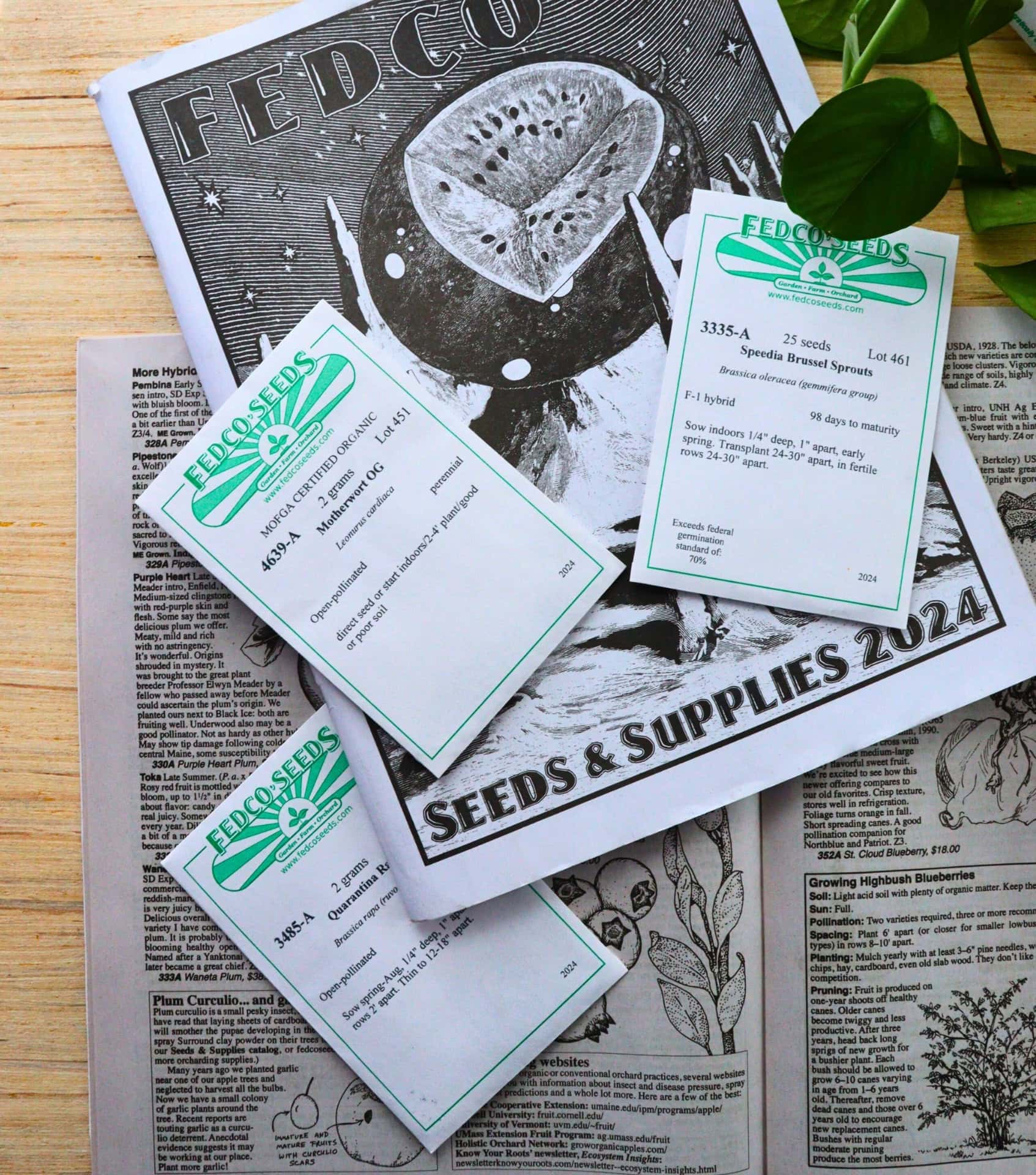Image by Sustainable Jungle (Fedco) (sustainable-seed-company)