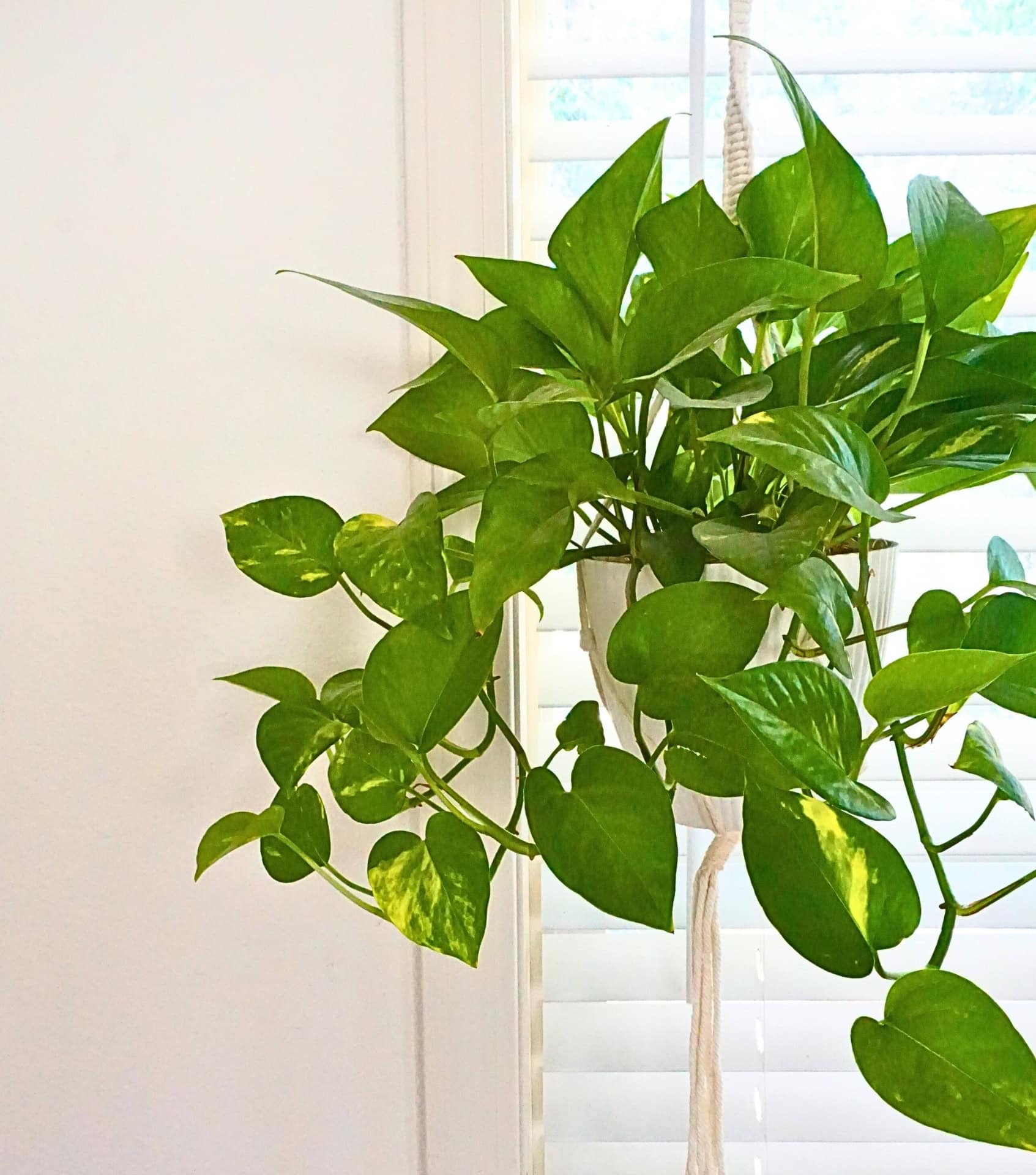 Image by Sustainable Jungle (Mental Houseplants) (brands-that-give-back) (2)