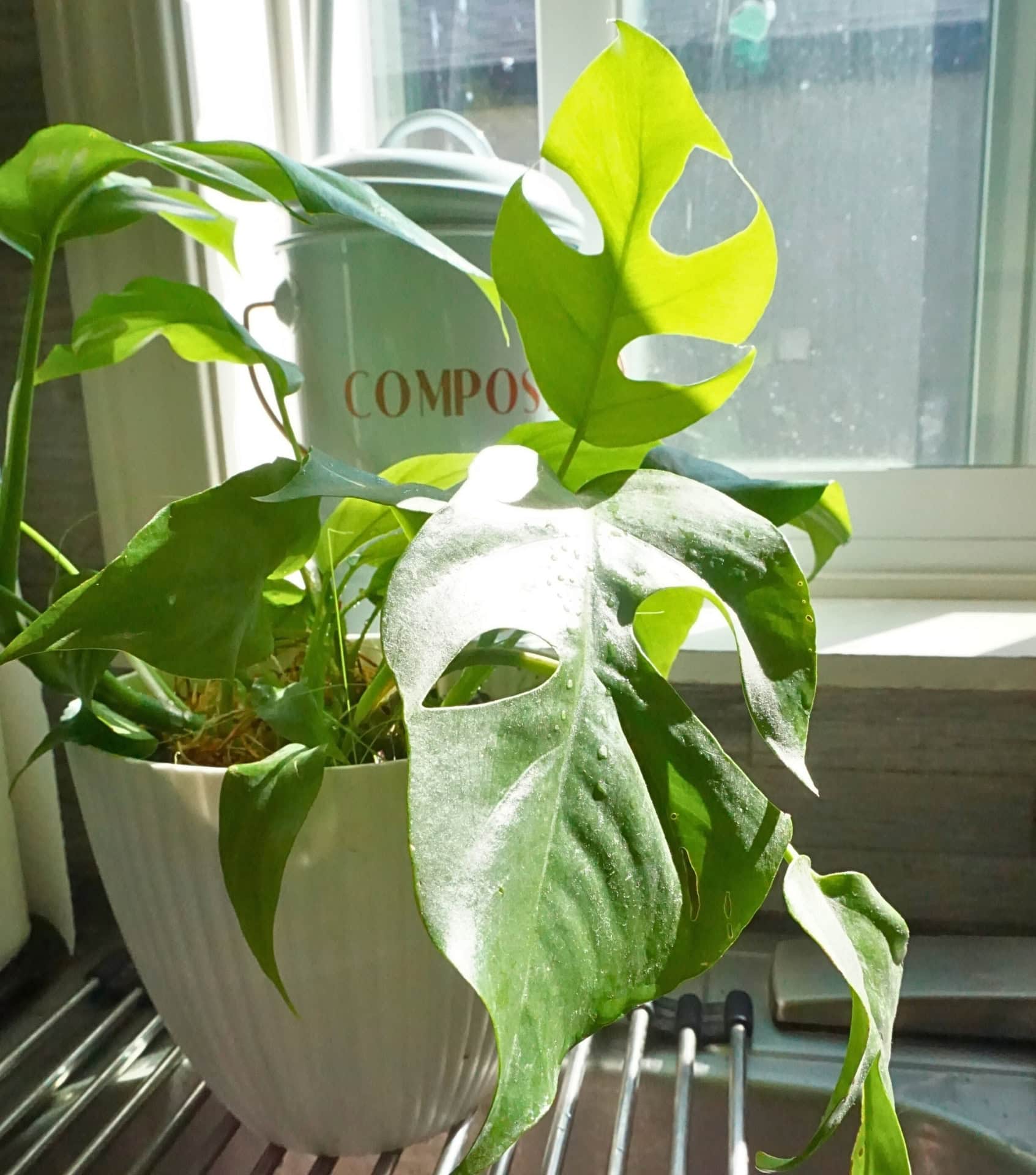 Image by Sustainable Jungle (Mental Houseplants) (brands-that-give-back)