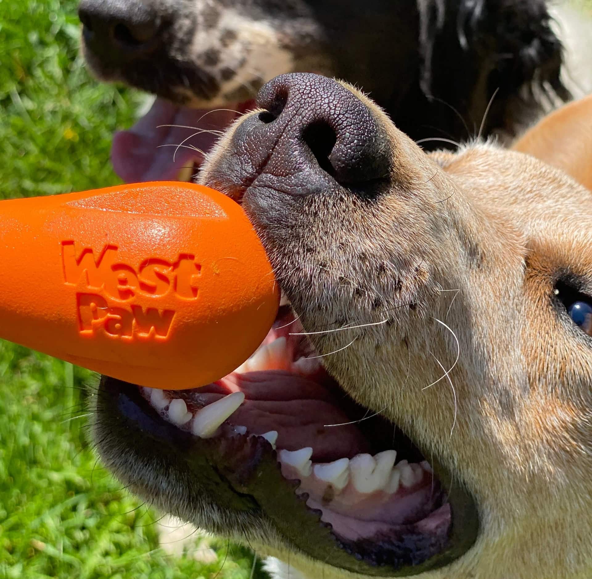 Image by Sustainable Jungle (West Paw) (eco-friendly-pet-products)