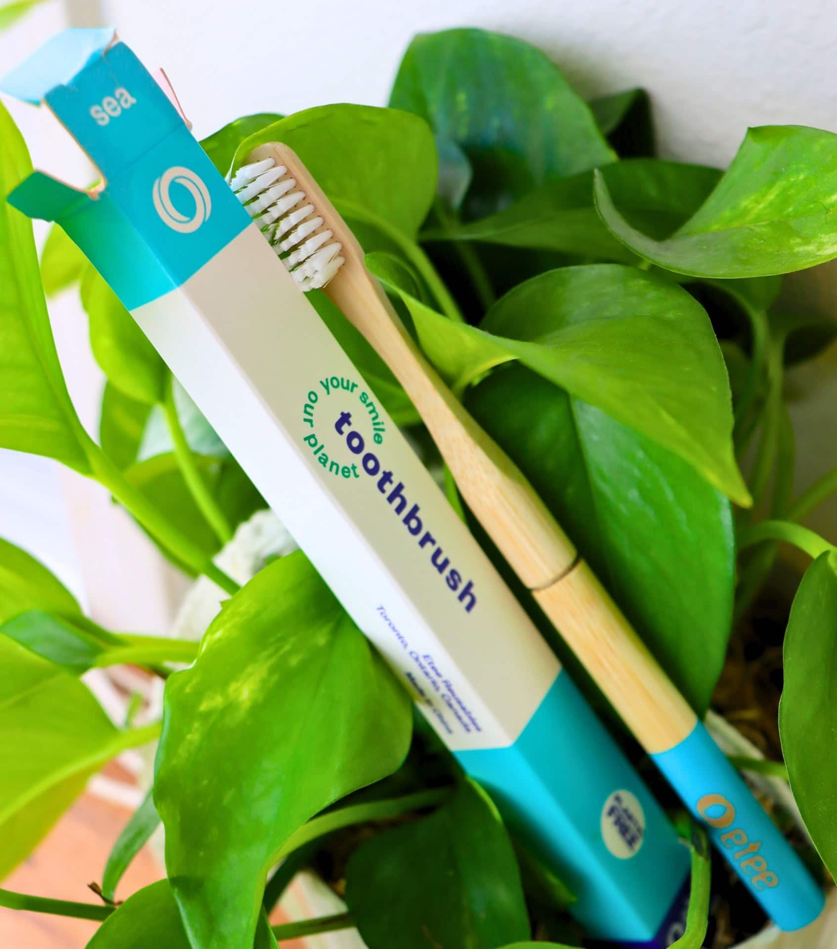 Image by Sustainable Jungle (etee) (sustainable-toothbrushes) (2)