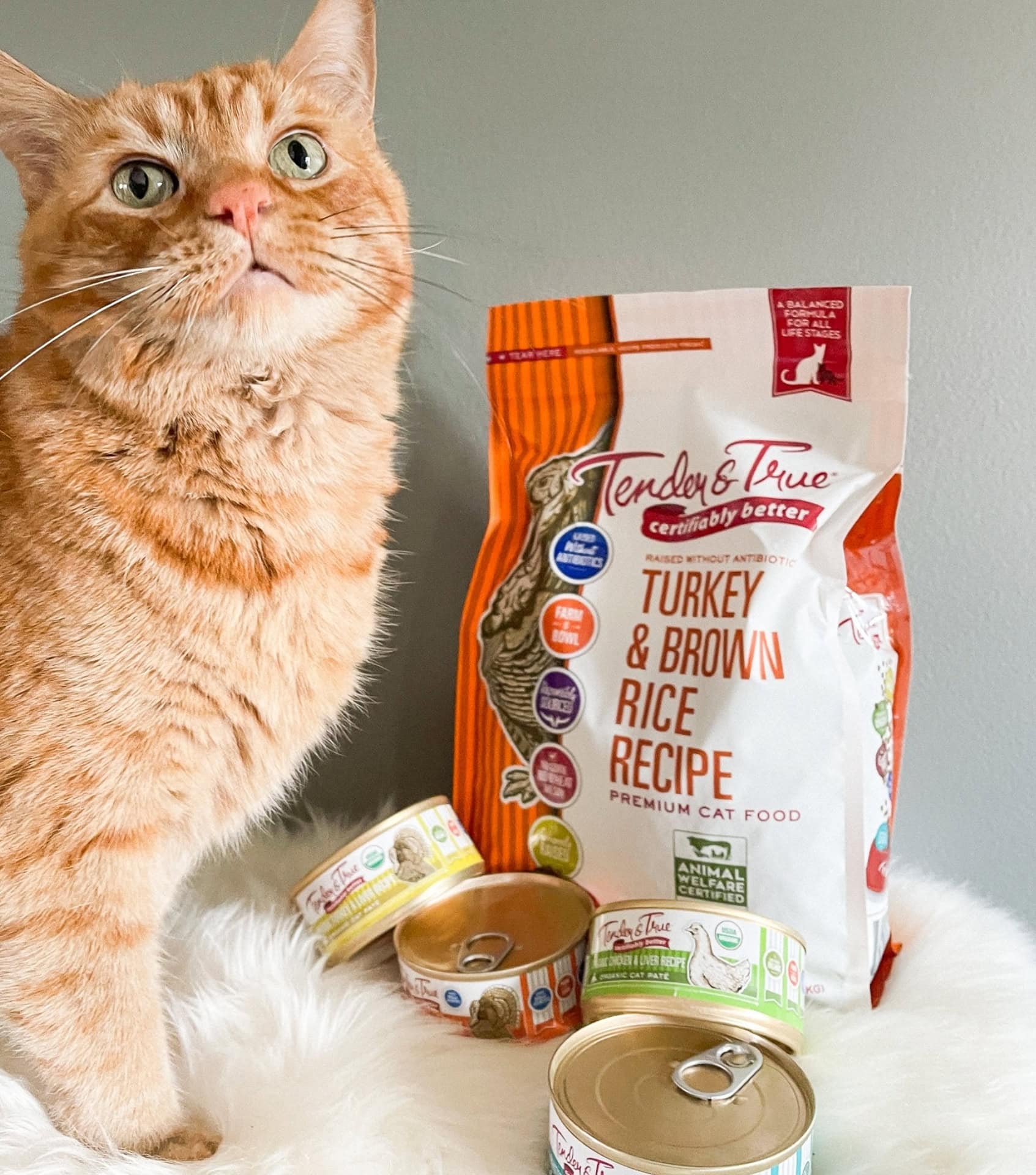 Image by Tender & True (sustainable-cat-food)