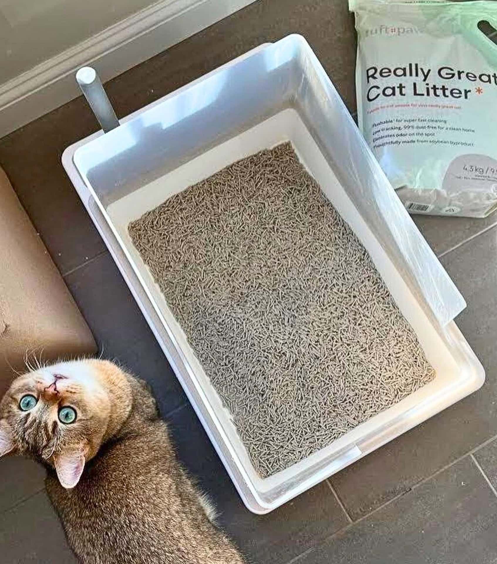 Image by Tuft + Paw (eco-friendly-cat-litter) (2)