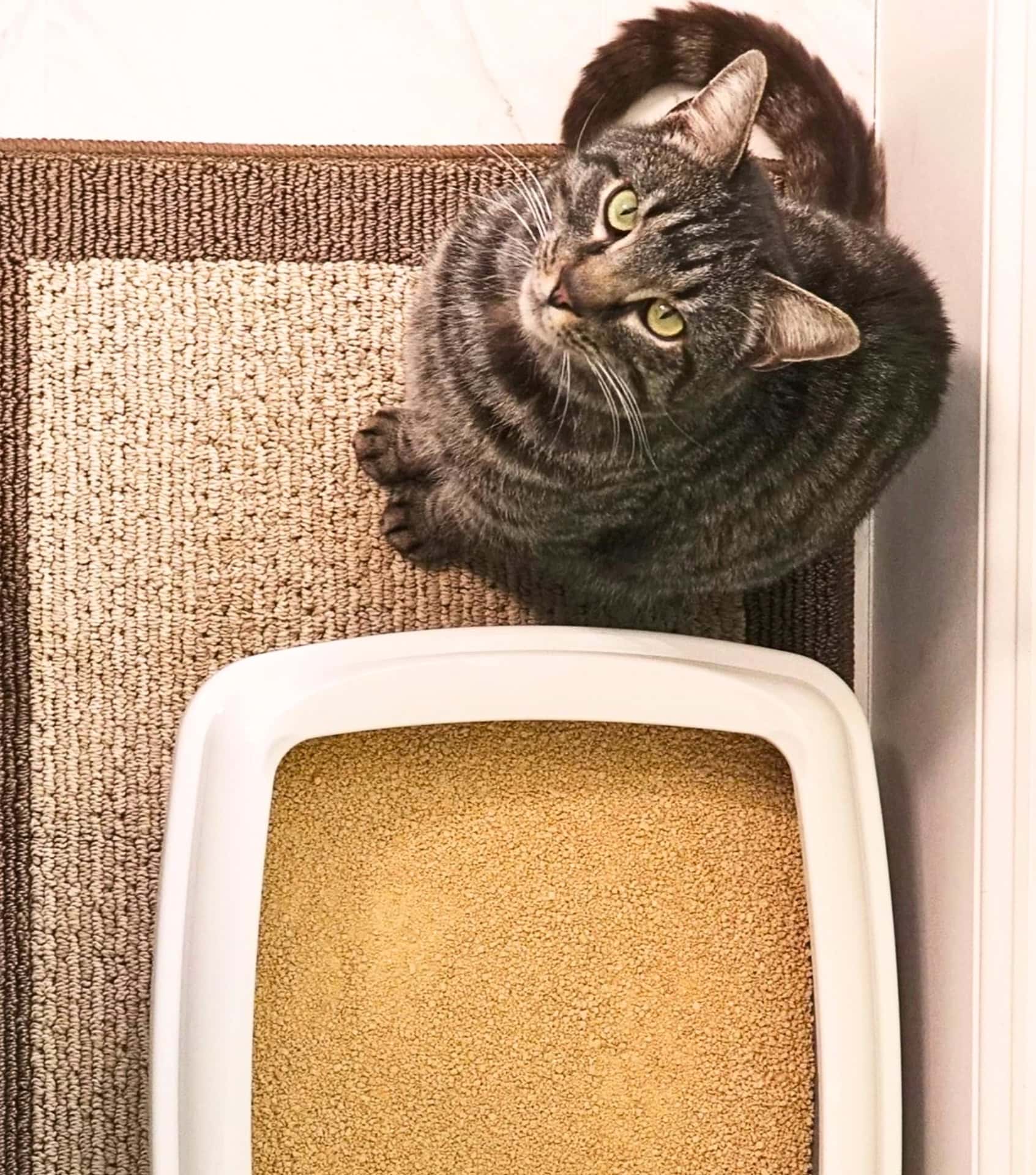 Image by World’s Best Cat Litter (eco-friendly-cat-litter)