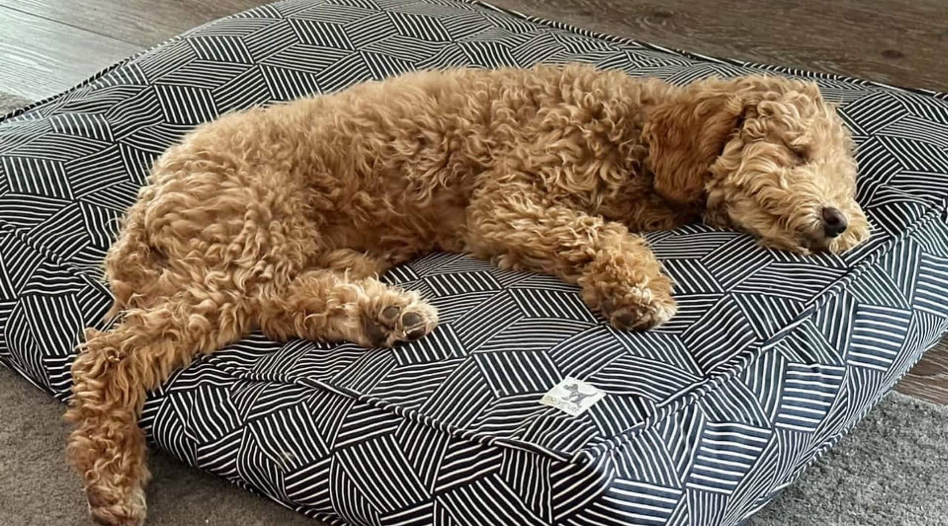 Image by Molly Mutt (eco-friendly-dog-beds)